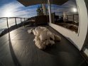 A dog's life.